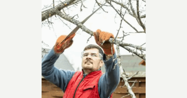 Enhance Your Landscape with Professional Tree Pruning Services Near Me