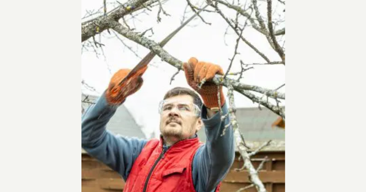 Tree Pruning Services Near Me