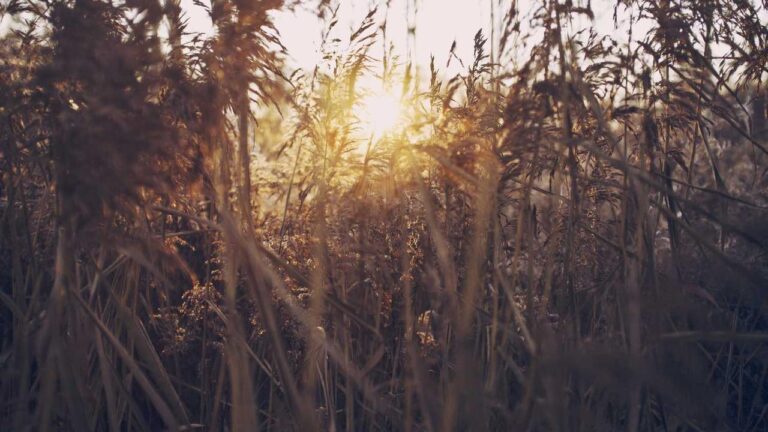 Why Do Users Face 99Exch Withdrawal Problems Sometimes?